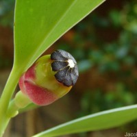 Clusia rosea Jacq.